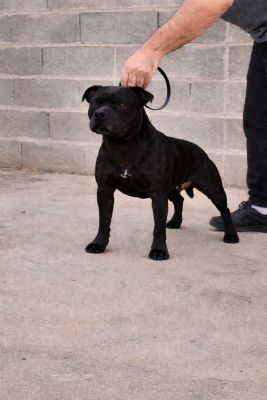 Étalon Staffordshire Bull Terrier - Polunga De L'Empreinte De Minnie