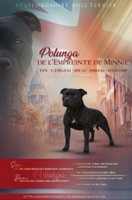 Étalon Staffordshire Bull Terrier - Polunga De L'Empreinte De Minnie}