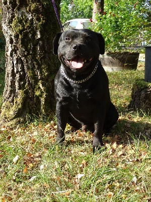Étalon Staffordshire Bull Terrier - Oxmo black impress De la crique du Flojule