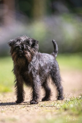 Étalon Affenpinscher - CH. pollysilk Mon ami mon amour