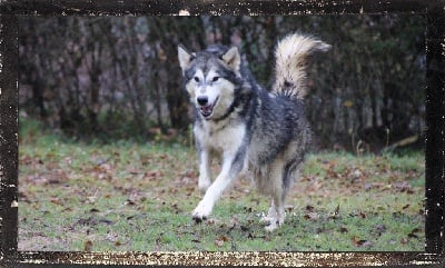 Étalon Alaskan Malamute - Rijeka Des guerriers chippewas