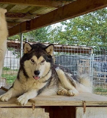 Étalon Alaskan Malamute - Mufasa Du domaine d'Era White