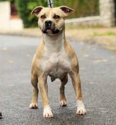 Étalon American Staffordshire Terrier - Mafia Of Iss Arena