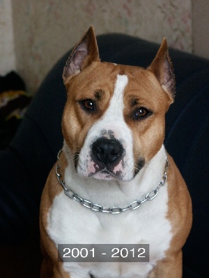 Étalon American Staffordshire Terrier - Slav De la Maison d'Este