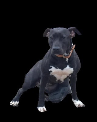 Étalon American Staffordshire Terrier - O'black pearl Like Royal Pearl