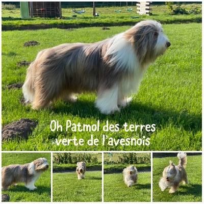 Étalon Bearded Collie - Oh patmol Des Terres De L'Avesnois