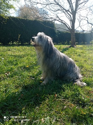 Étalon Bearded Collie - Narnia Du domaine de noire epine