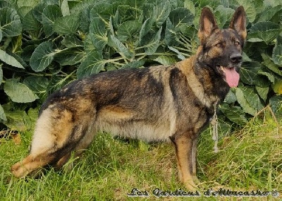 Étalon Berger Allemand - Ouka Des Gardiens D'albacasko