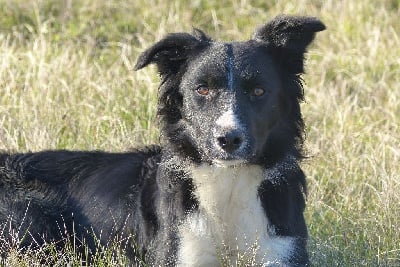 Étalon Border Collie - Side to side Des Elflines De Gaelic