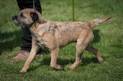 Étalon Border Terrier - CH. Glen mara Night shade