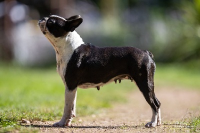Étalon Boston Terrier - CH. Pitchoune Sweeties Doggies