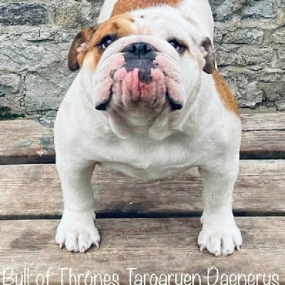 Étalon Bulldog Anglais - Bull Of Thrônes Targaryen daenerys