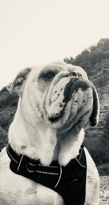 Étalon Bulldog Anglais - Poppy (Sans Affixe)