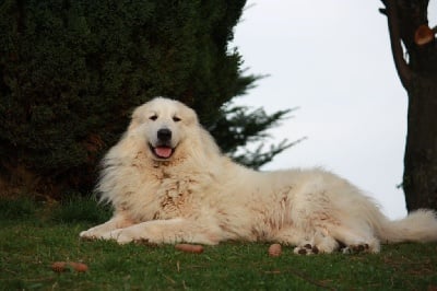 Étalon Chien de Montagne des Pyrenees - J'heidi De Gabizos