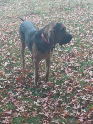 Étalon Chien de Saint-Hubert - Suky De La Porte Des Hautes Landes