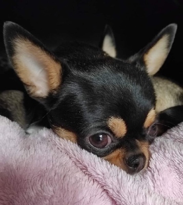 Étalon Chihuahua - Oprah Des Merveilles Du Tilleul