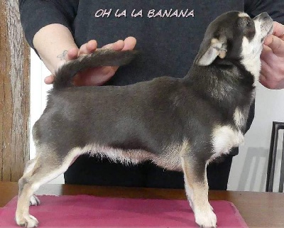 Étalon Chihuahua - Oh la la banana de l'île aux genêts