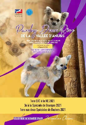 Étalon Chihuahua - Purdey doux reve De la vallée d'Anubis