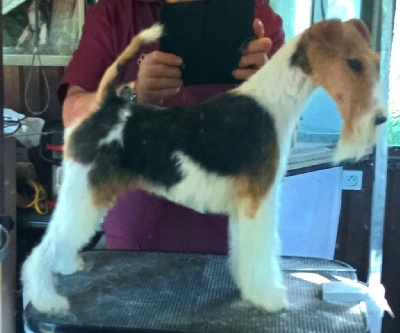 Étalon Fox Terrier Poil Dur - Phara ii de Vallauris des astucieux