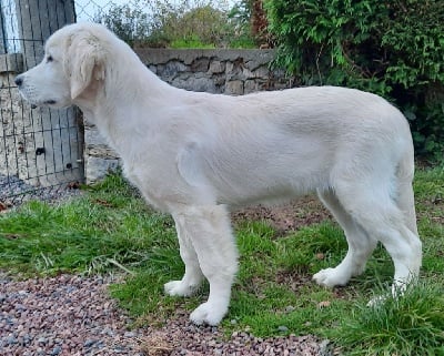 Étalon Golden Retriever - Sally pretty girl du Domaine D'ambroise