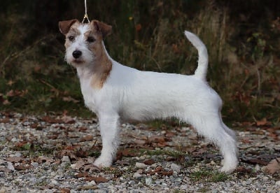 Étalon Jack Russell Terrier - CH. Terra Dumbis Nebula queen
