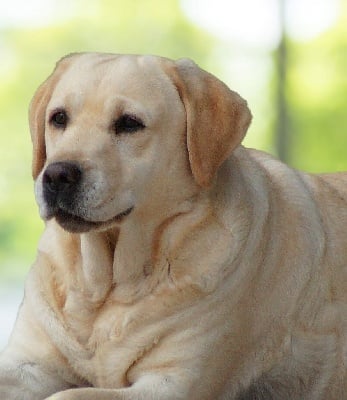 Étalon Labrador Retriever - Eclipse Du rez la ville