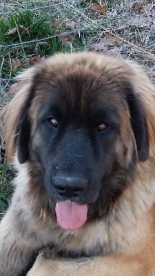 Étalon Leonberger - Zola's zambra fi vom lowengarten