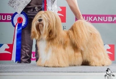 Étalon Lhassa Apso - CH. Manoa kaa de l'éperon des Cosmiques