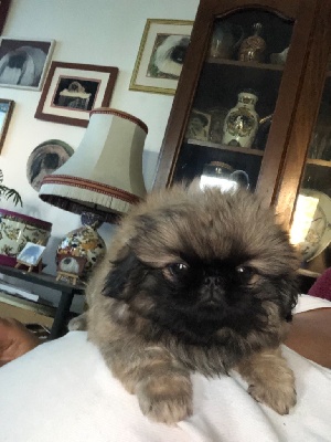 Étalon Pekinois - Secret de star des Capucins de Pek King