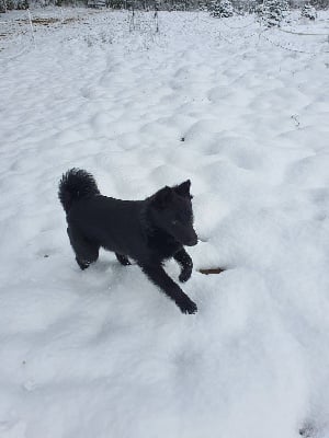 Étalon Schipperke - Pagaille Lupus Dei