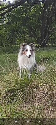 Étalon Shetland Sheepdog - Ruby Du Clan De La Motte