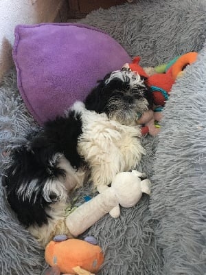 Étalon Shih Tzu - Rio (Sans Affixe)