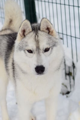 Étalon Siberian Husky - Unchain my heart sniego sunys