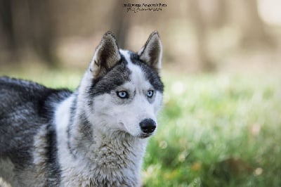 Étalon Siberian Husky - Rym aneya (Sans Affixe)