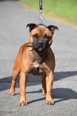 Étalon Staffordshire Bull Terrier - Phuma kwelanga du Royaume Du Nanny Dog