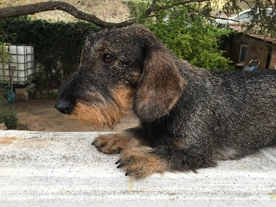 Étalon Teckel - Pearl de la Cascade d'Orion