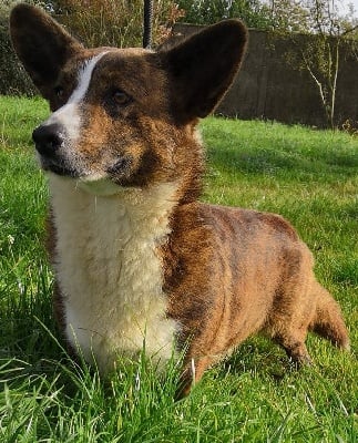 Étalon Welsh Corgi Cardigan - wild instinct O pays des nains doc