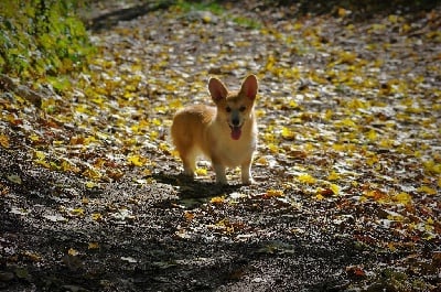 Étalon Welsh Corgi Pembroke - Born In Bentivoglio Ottava meraviglia