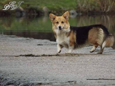 Étalon Welsh Corgi Pembroke - Irony and smile De la caverne des anges