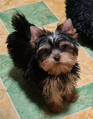 Étalon Yorkshire Terrier - Sirius De la villa du sieur paoli