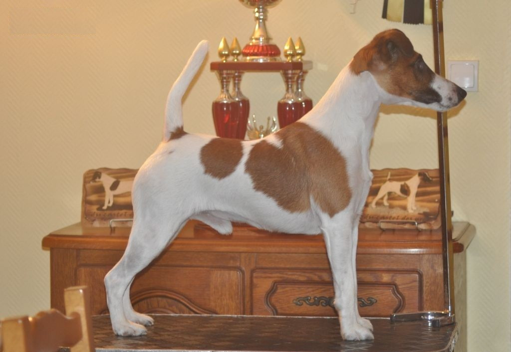 Phalco du Castel des Prés - Fox Terrier à Poil Lisse Du castel des pres