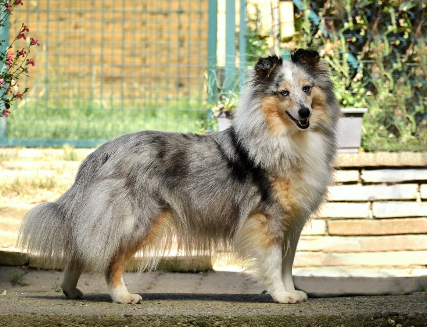 Roxanne du Domaine du Carpé