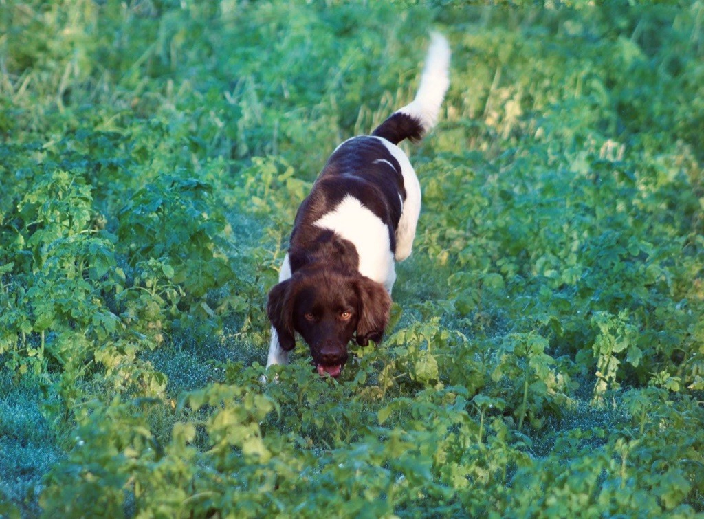 Publication : (Sans Affixe) Auteur : Manon François