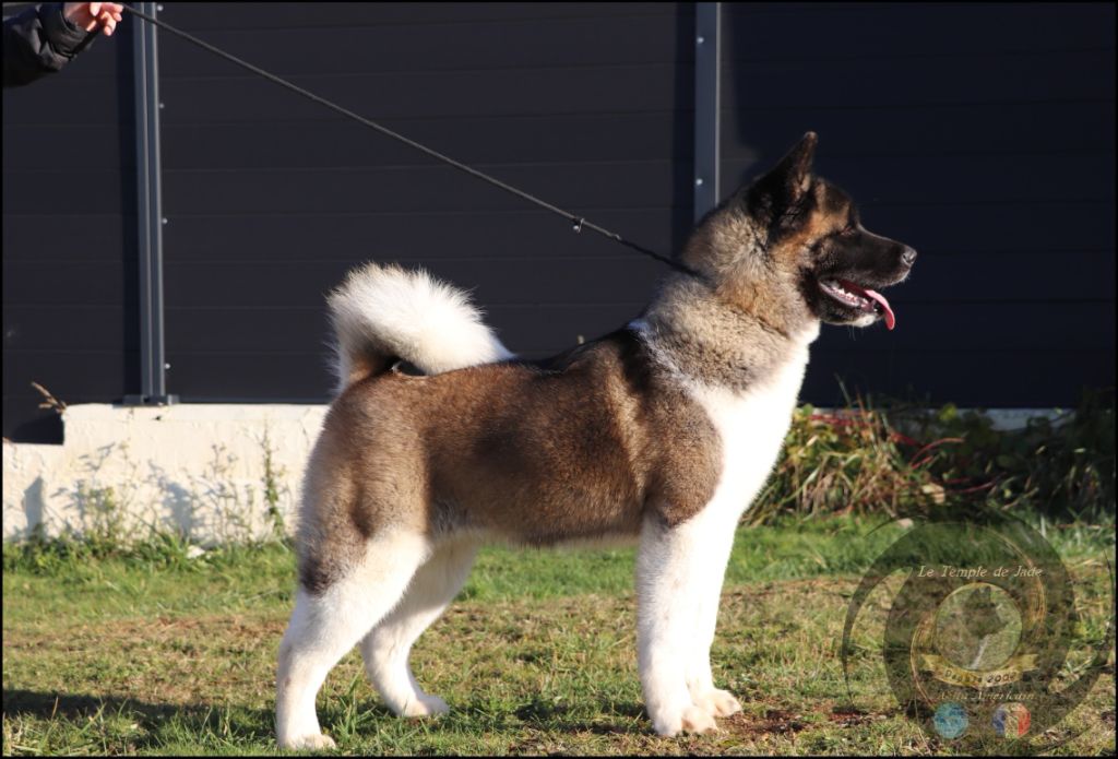 Publication : du temple de jade Auteur : Duchaussoy Regis