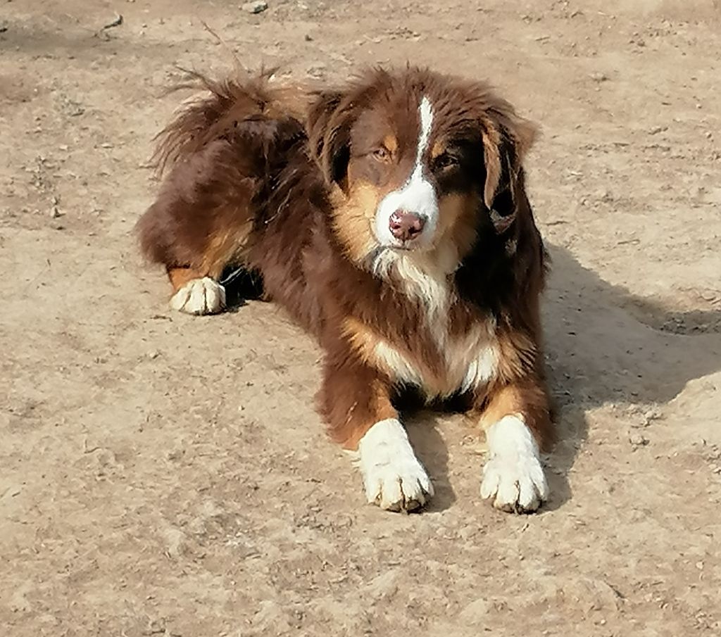 Publication : Arawak'Aussie 