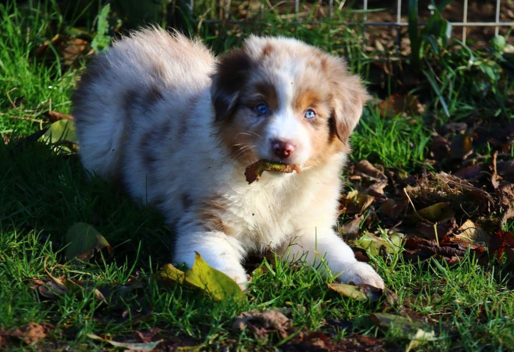 Publication : Arawak'Aussie 