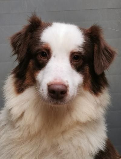 Publication : du mont de la chenaie Auteur : RODRIGUEZ