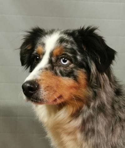 Nevada blue du mont de la chenaie