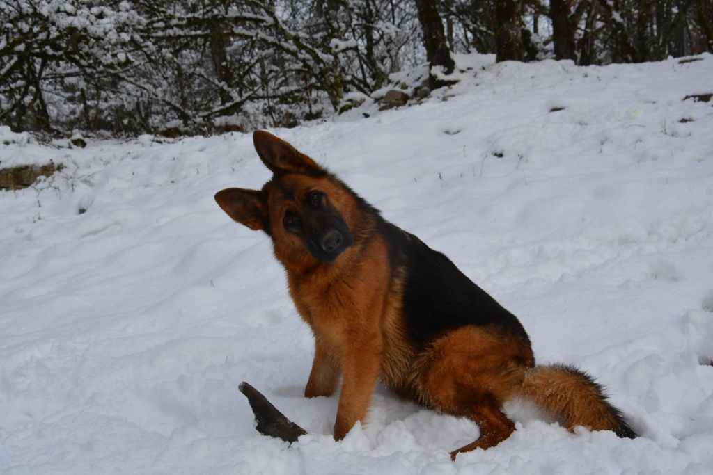 Publication : des Légendaires Nahauri 