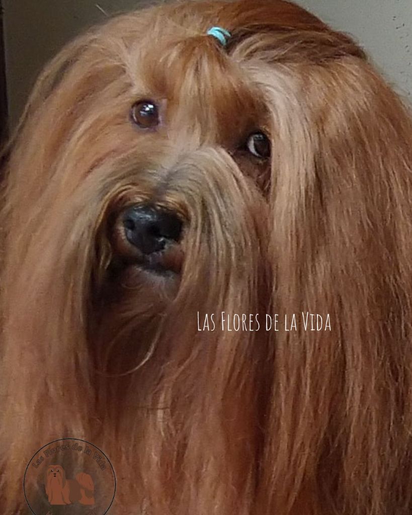 Publication : de las flores de la vida Auteur : lasfloresdelavida